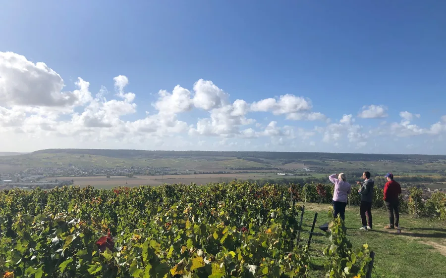 Visitors walking through a Champagne vineyard on a sunny day