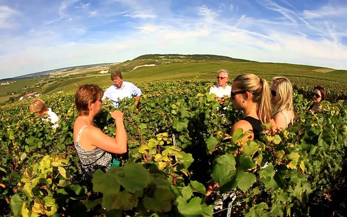 A small group tasting between the vine rows in Champagne